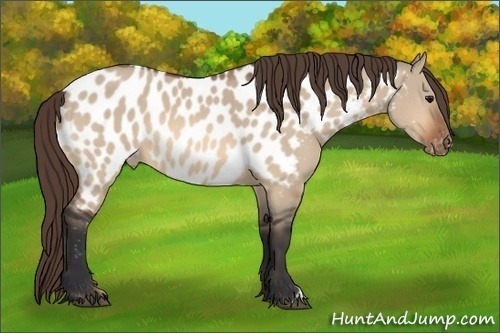 Horse Color:Bay Dun Appaloosa 