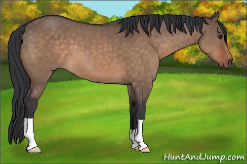 Horse Color:Brown Dun 