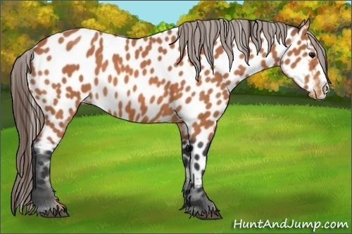Horse Color:Bay Roan Splash Appaloosa