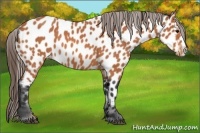 Horse Color:Bay Roan Splash Appaloosa