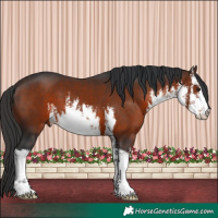 Horse Color:White Spotted Brown 