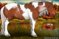 Horse Color:Silver Brown Sabino Tobiano Rabicano 