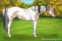 Horse Color:White Spotted Bay Dun Tobiano 