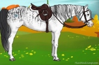 Horse Color:White Spotted Blue Roan Rabicano and White Spotted Blue Roan Splash Rabicano