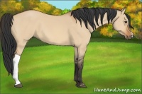 Horse Color:Bay Dun