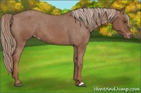 Horse Color:Chestnut Appaloosa 