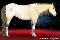 Horse Color:Buckskin Tobiano Blanket