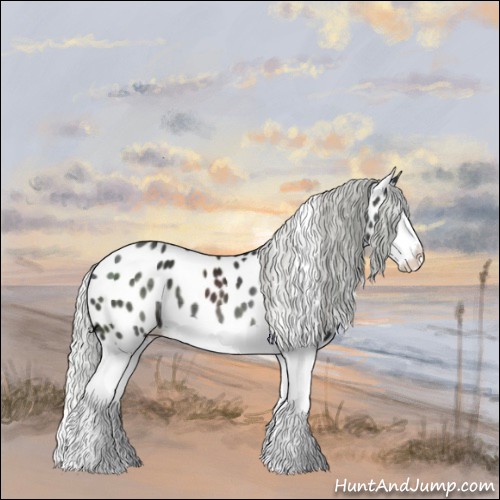 Horse Color:Silver Black Chinchilla Splash Appaloosa 