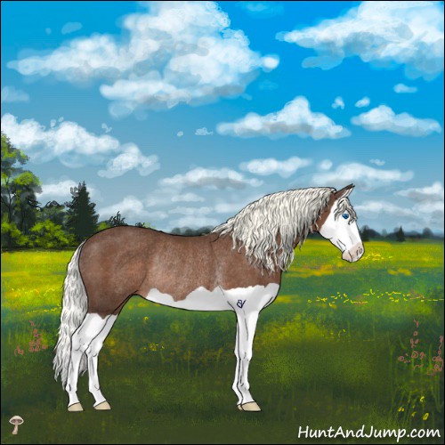 Horse Color:Liver Chestnut Mushroom Splash Rabicano