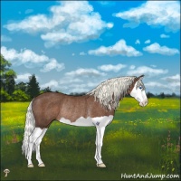 Horse Color:Liver Chestnut Mushroom Splash Rabicano