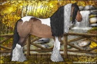 Horse Color:Brown Dun Tobiano 