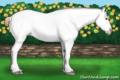 Horse Color:Red Roan Splash Near Leopard