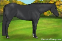 Horse Color:Black 