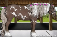 Horse Color:White Spotted Silver Black 