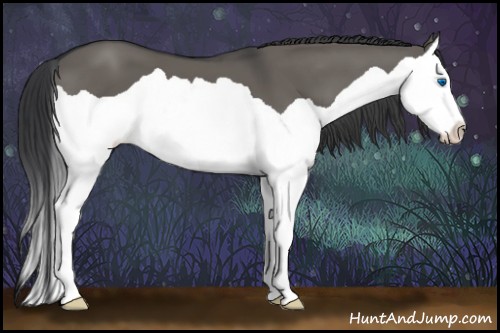 Horse Color:Grullo Splash 