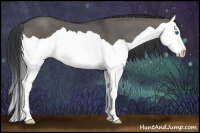 Horse Color:Grullo Splash 