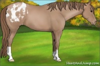 Horse Color:Black Pearl Appaloosa