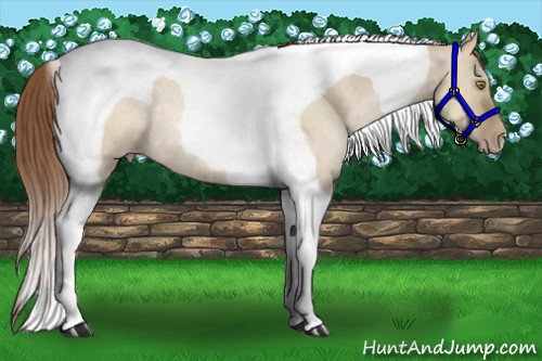 Horse Color:Brown Pearl Dun Tobiano Rabicano