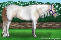 Horse Color:Brown Pearl Dun Tobiano Rabicano