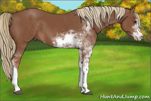 Horse Color:Chestnut Sabino 