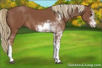 Horse Color:Chestnut Sabino 