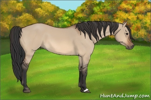 Horse Color:Bay Dun