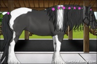Horse Color:Black Tobiano
