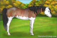 Horse Color:Brown Sabino Splash Rabicano