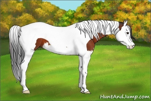 Horse Color:Brown Splash Tobiano 