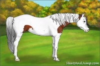 Horse Color:Brown Splash Tobiano 