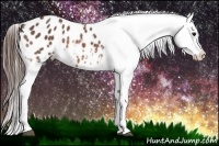 Horse Color:Bay Tobiano Appaloosa