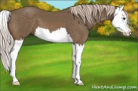 Horse Color:Chocolate Palomino Splash 