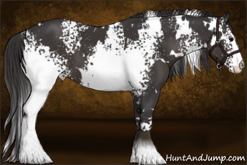 Horse Color:White Spotted Smoky Black 