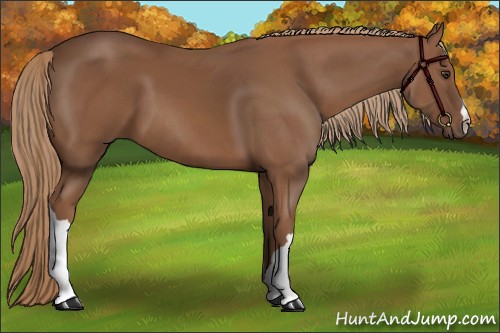 Horse Color:Chestnut 