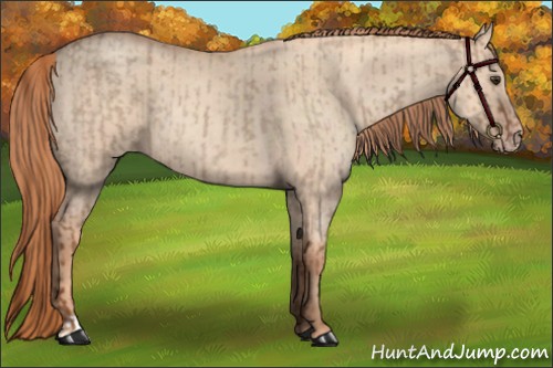 Horse Color:Red Dun Roan and Gold Champagne Roan Dun