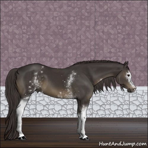 Horse Color:White Spotted Smoky Black