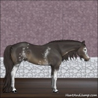 Horse Color:White Spotted Smoky Black