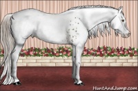 Horse Color:White Spotted Chocolate Palomino