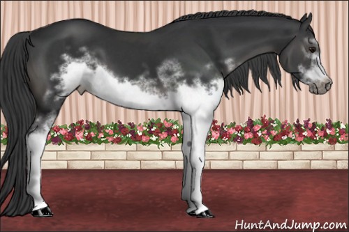 Horse Color:White Spotted Black Frame 