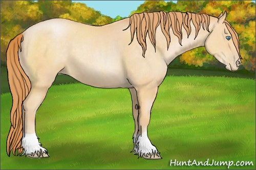 Horse Color:Buckskin Pearl 