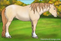 Horse Color:Buckskin Pearl
