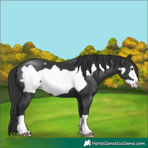Horse Color:Black Frame 