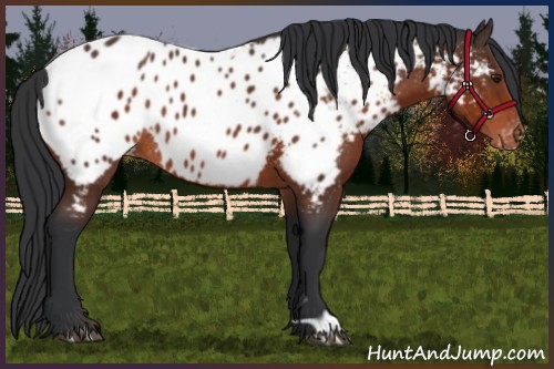 Horse Color:Brown Appaloosa Rabicano 