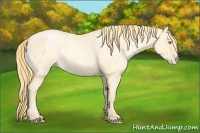 Horse Color:Buckskin Roan Pearl  and Buckskin Roan Pearl Frame 