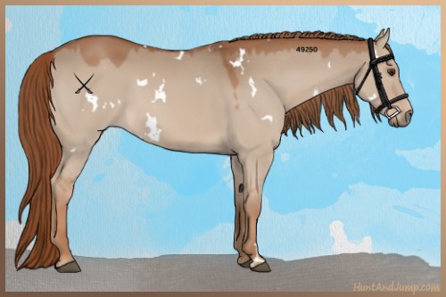 Horse Color:White Spotted Red Dun 