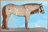 Horse Color:White Spotted Red Dun 
