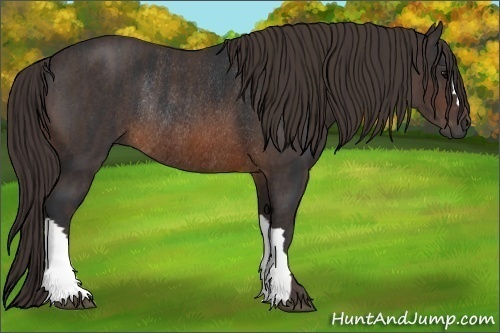 Horse Color:Brown Rabicano Brindle