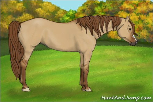 Horse Color:Gray Red Dun 