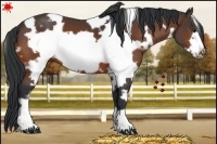 Horse Color:White Spotted Brown Frame 