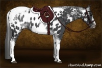 Horse Color:White Spotted Black Splash Tobiano Frame Appaloosa